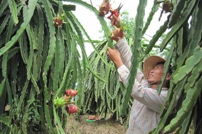 Quảng bá nông sản Việt Nam tại Nga - ảnh 1